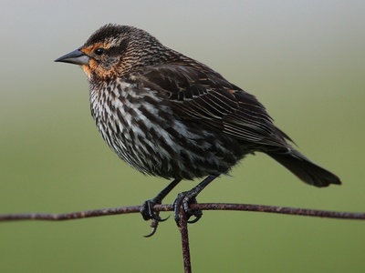Blackbird, Red-winged