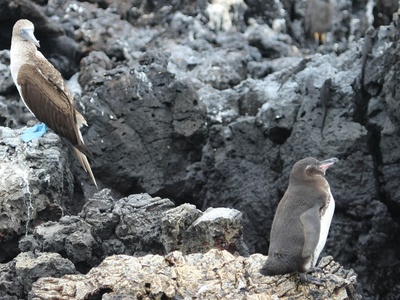Blue-footed Booby