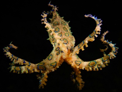 Blue-ringed Octopus