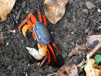 Blue Crab