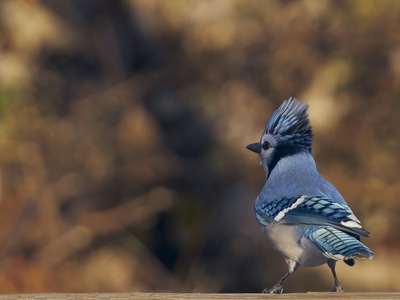 Blue Jay