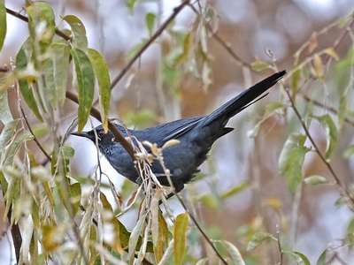 Blue Mockingbird