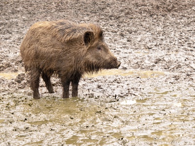 Boar, Wild