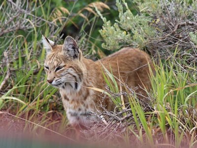 Bobcat