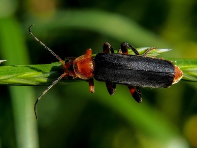 Bombardier Beetle