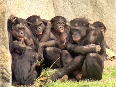 Bonobo
