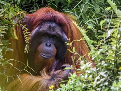 Bornean Orangutan