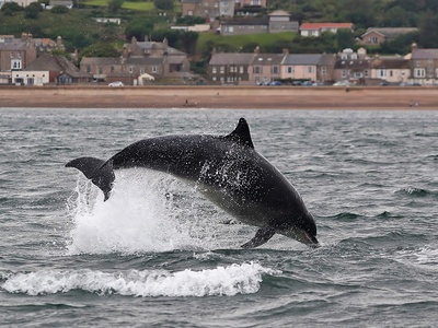 Bottlenose Dolphin