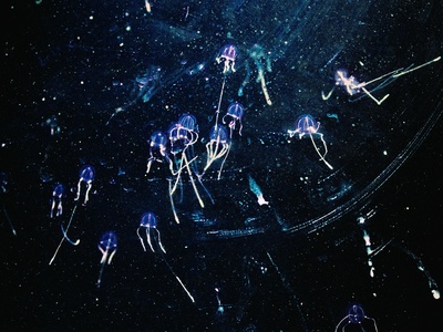 Box Jellyfish