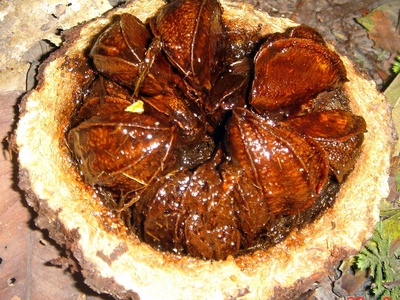 Brazil nut