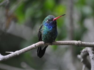 Broad-billed Hummingbird