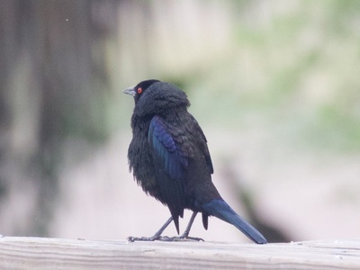 Bronzed Cowbird