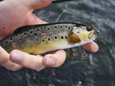 Brook Trout
