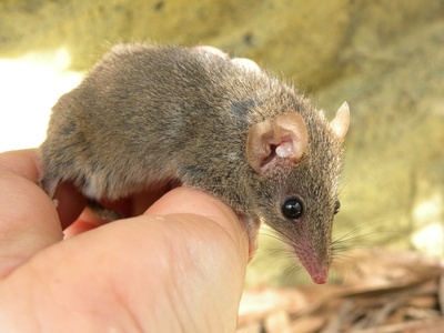 Brown antechinus