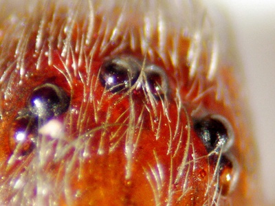 Brown Recluse Spider