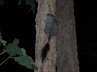 Brush-tailed phascogale