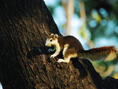 Brush-tailed Possum