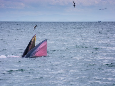 Bryde's Whale