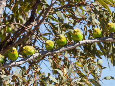 Budgerigar
