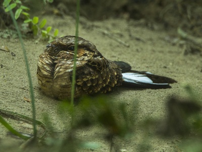 Buff-collared Nightjar