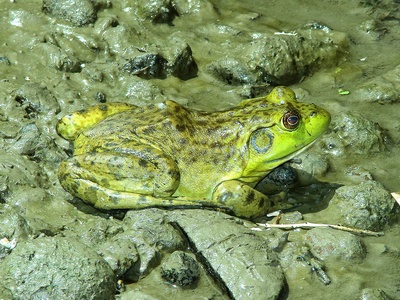 Bullfrog, American