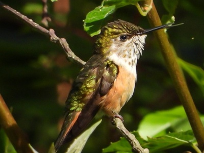 Bumblebee Hummingbird