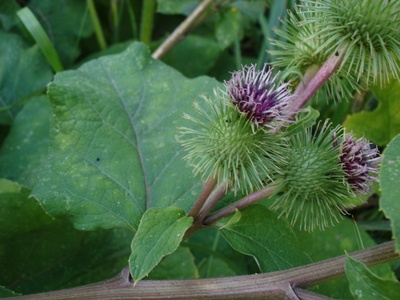 Burdock (Gobo)