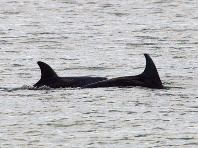 Burrunan Dolphin