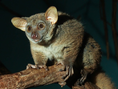 Bushbaby