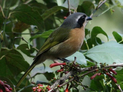 Bushshrike