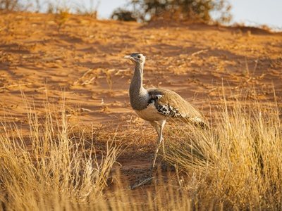 Bustard