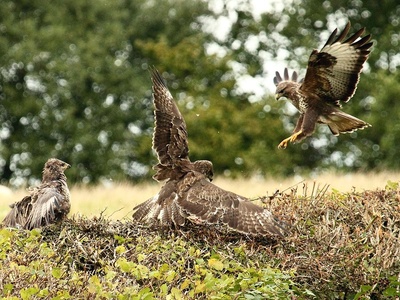 Buzzard
