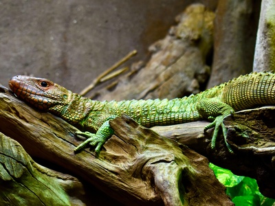 Caiman Lizard