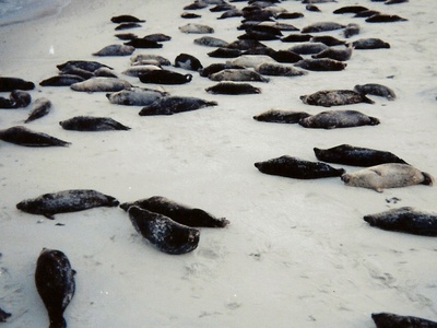California Sea Lion