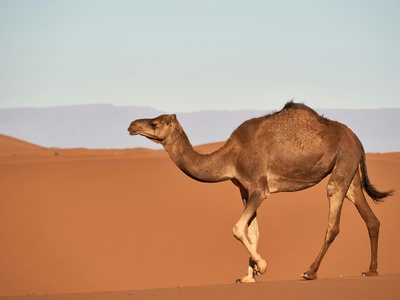Camel