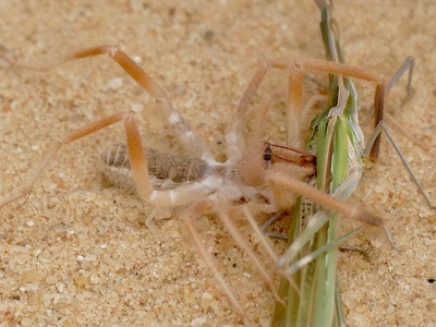 Camel Spider