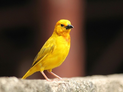 Canary