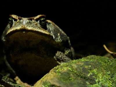 Cane Toad