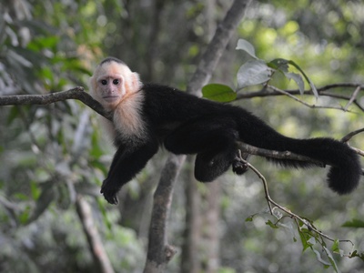 Capuchin Monkey