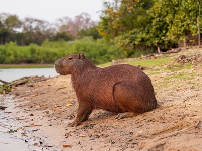 Capybara