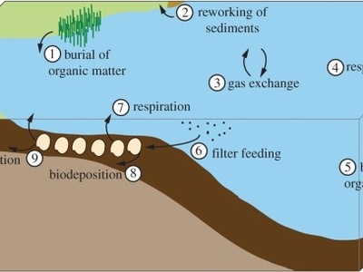 Carbon Sequestration