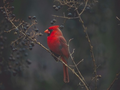 Cardinal