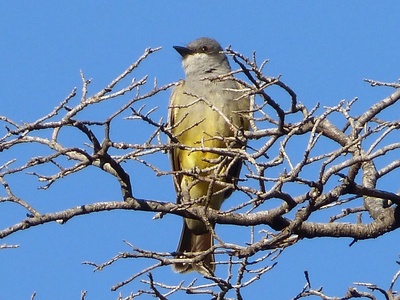 Cassin's Kingbird