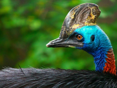 Cassowary