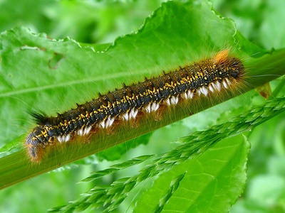 Caterpillar