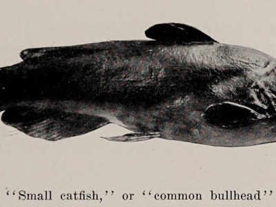 Catfish