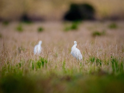 Cattle Egret