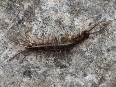 Centipede