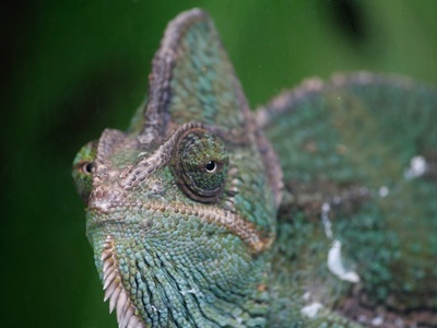 Chameleon