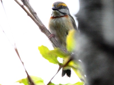 Chestnut-sided Shrike-Vireo